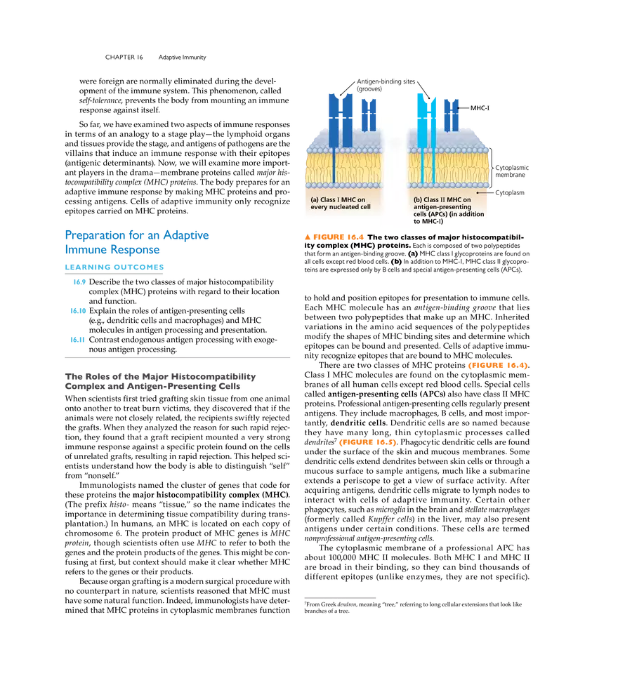 Adaptive Immunity - Page 26