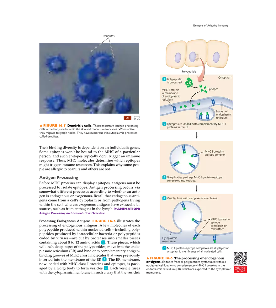 Adaptive Immunity - Page 27