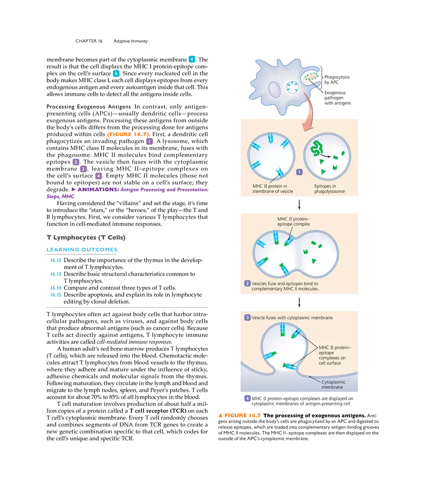 Adaptive Immunity - Page 28