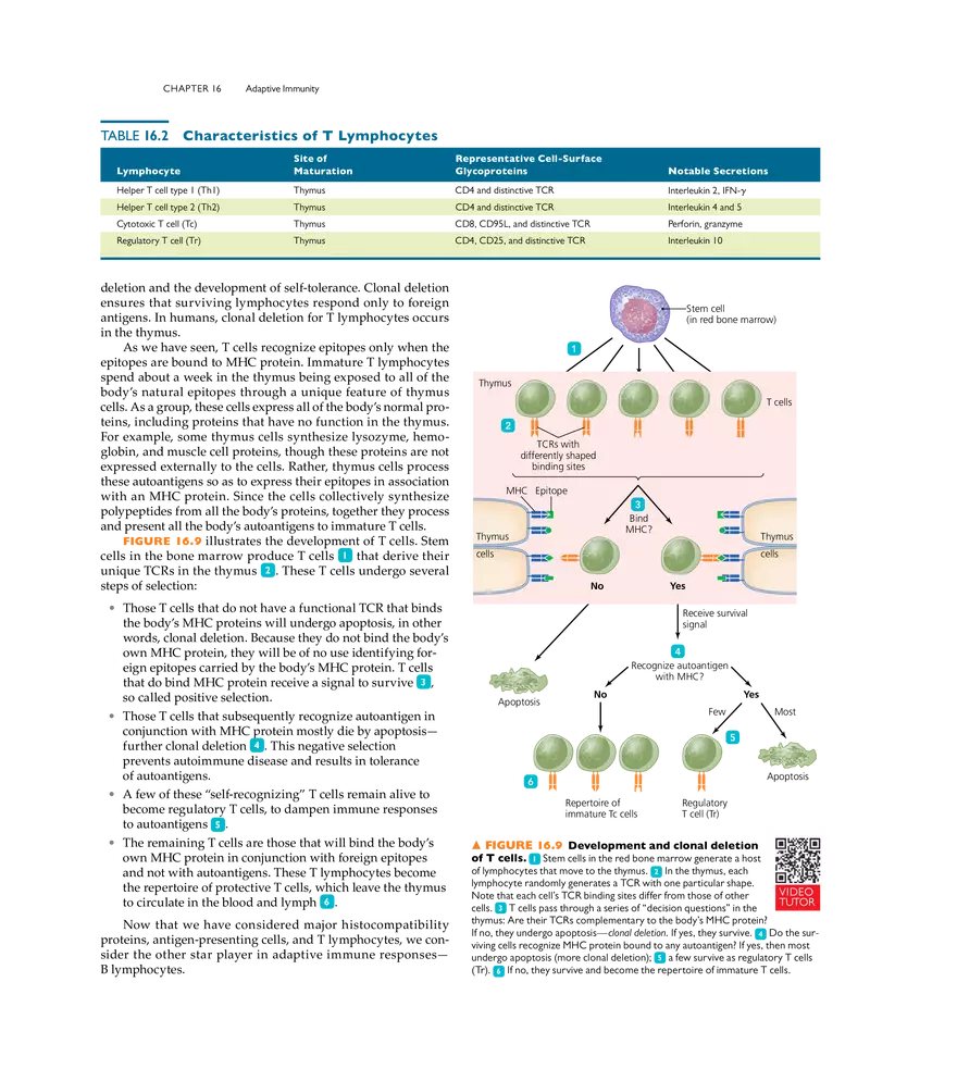 Adaptive Immunity - Page 30