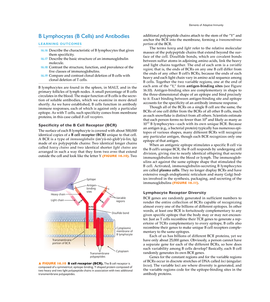 Adaptive Immunity - Page 3