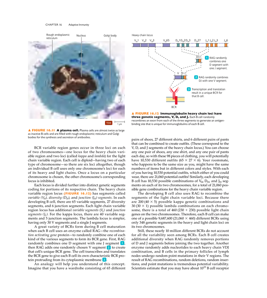Adaptive Immunity - Page 4