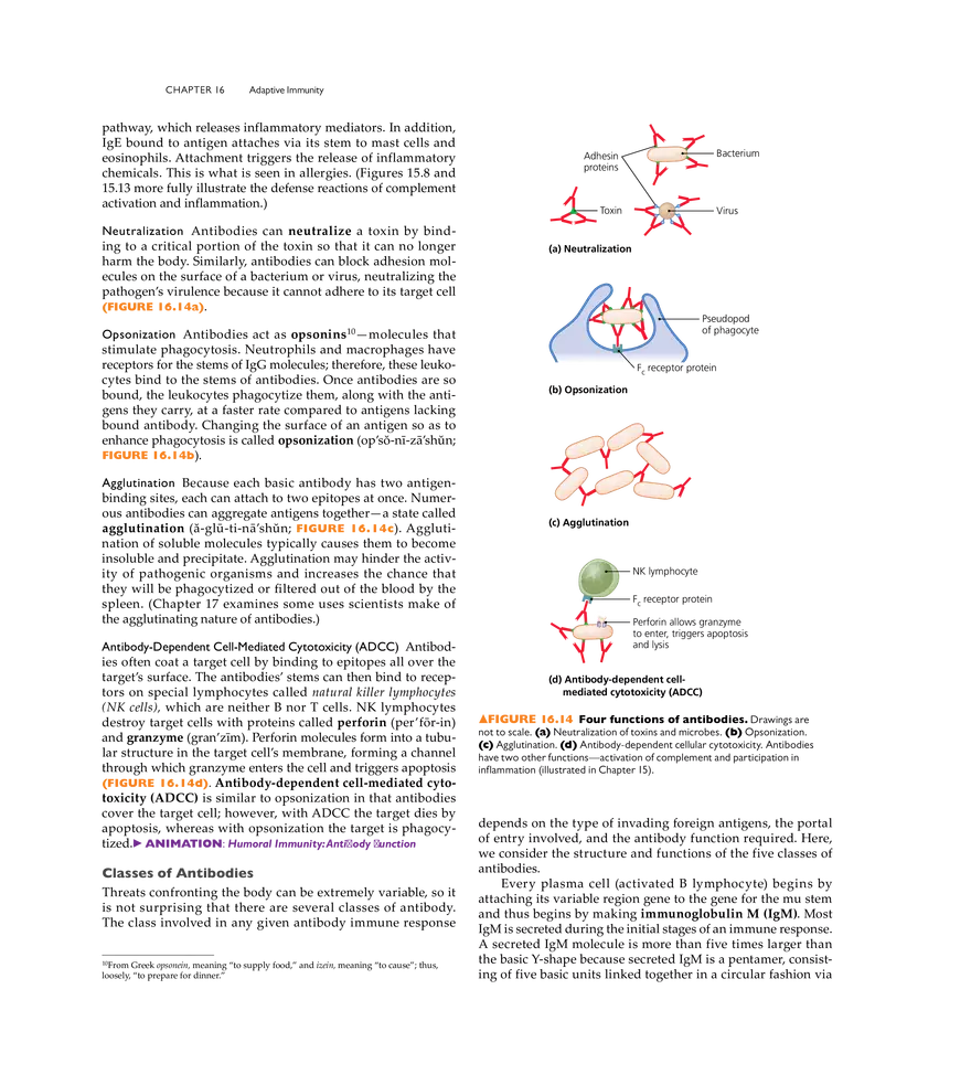 Adaptive Immunity - Page 6