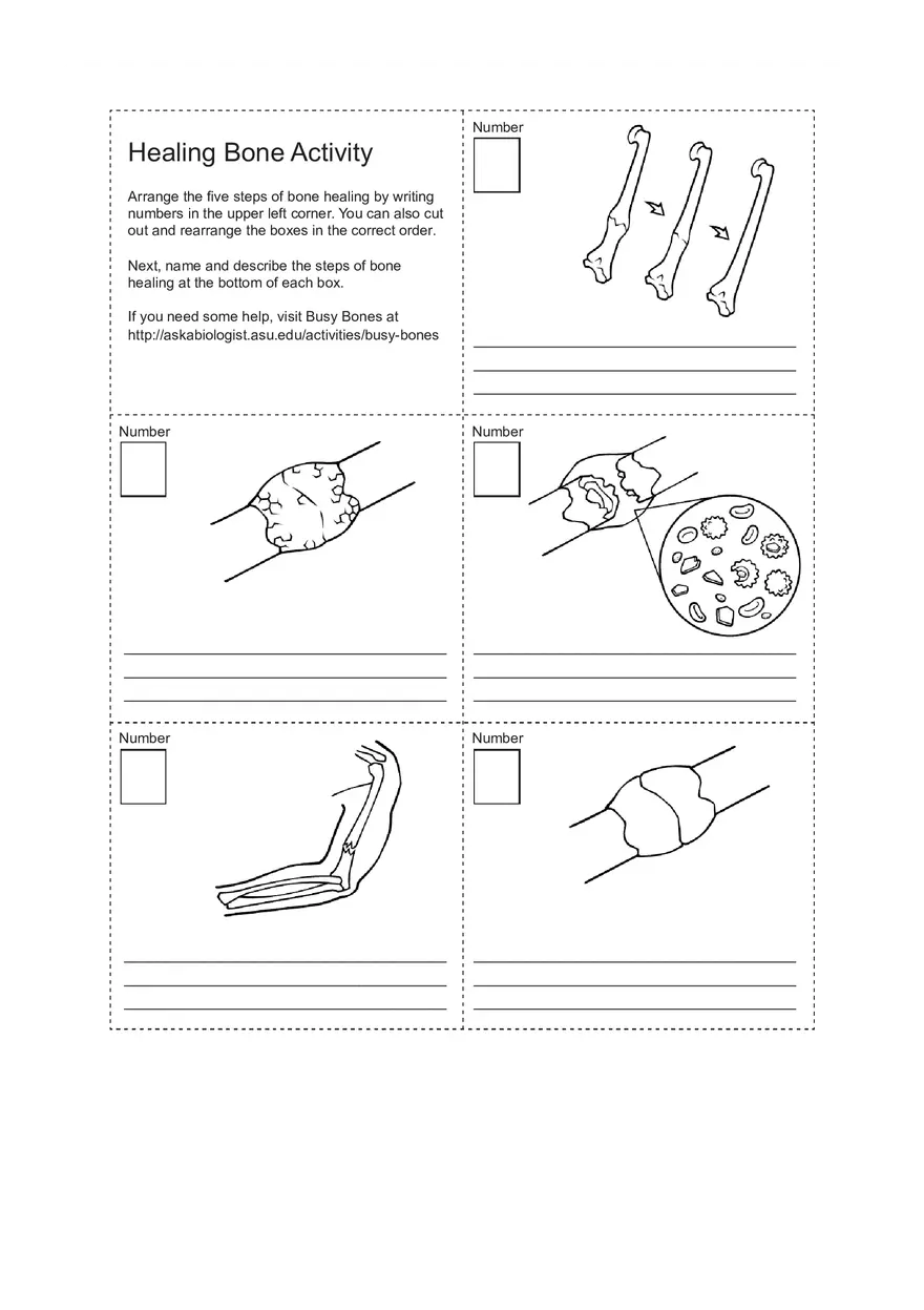 Healing Bone Worksheet - Page 1
