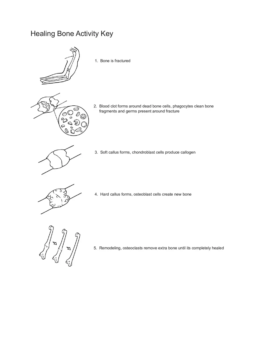 Healing Bone Worksheet - Page 2
