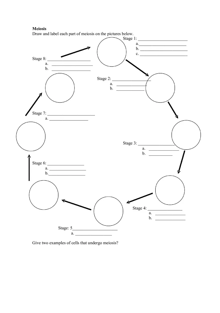 Mitosis and Meiosis Assignment - Page 4