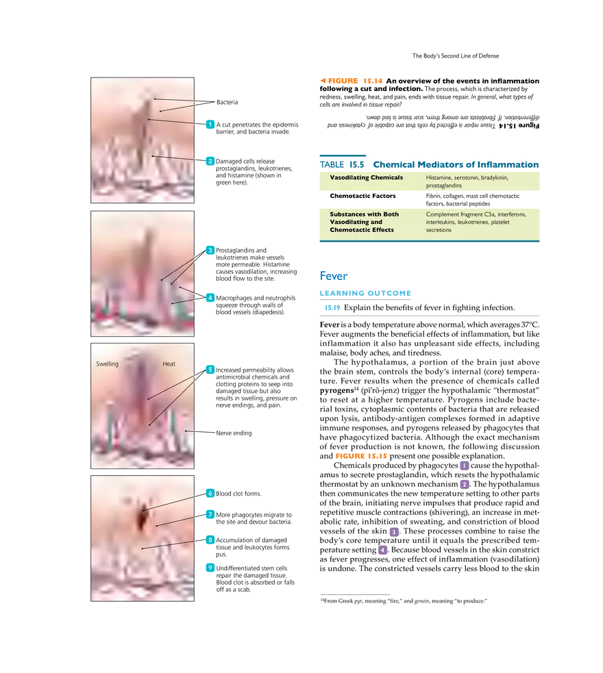 Innate Immunity - Page 10
