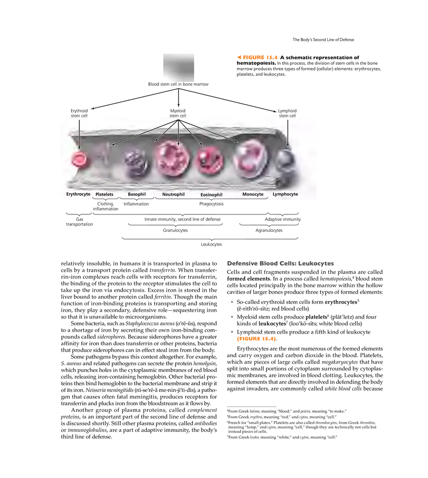 Innate Immunity - Page 20