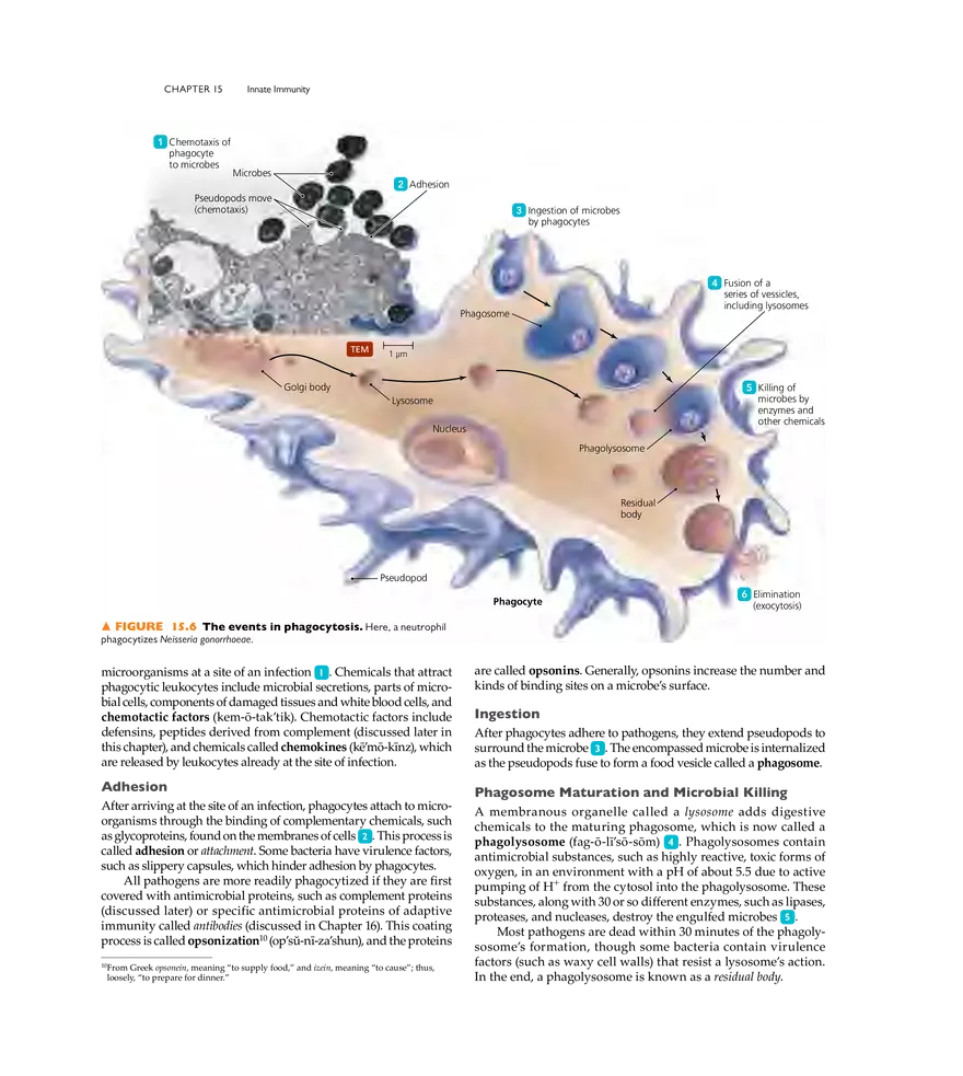 Innate Immunity - Page 23
