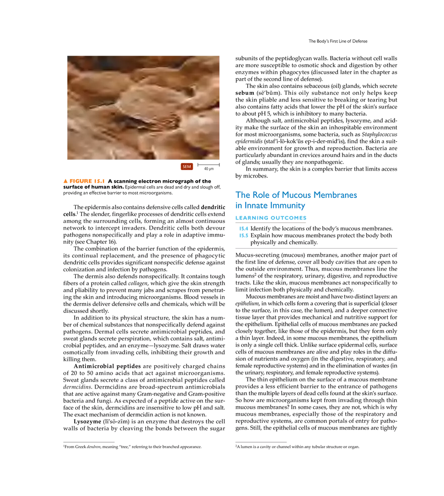 Innate Immunity - Page 2