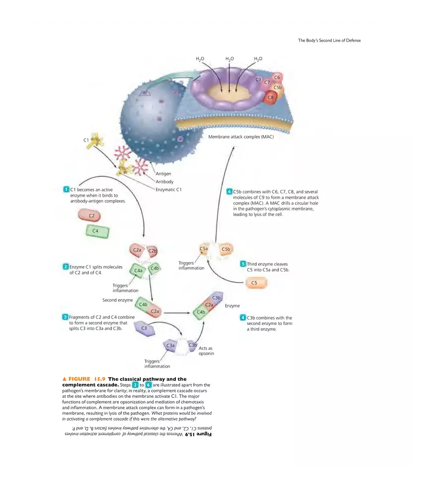 Innate Immunity - Page 6