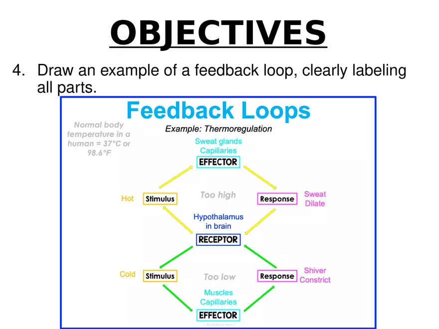 Anatomy Concept 2 Homeostasis and Regulation - Page 11