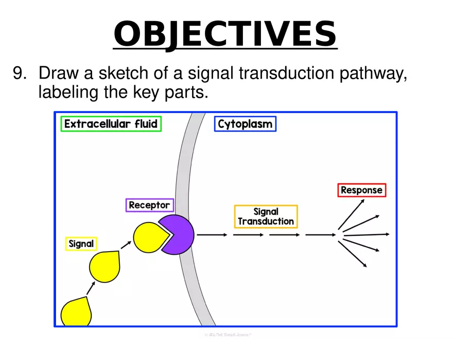 Anatomy Concept 2 Homeostasis and Regulation - Page 3