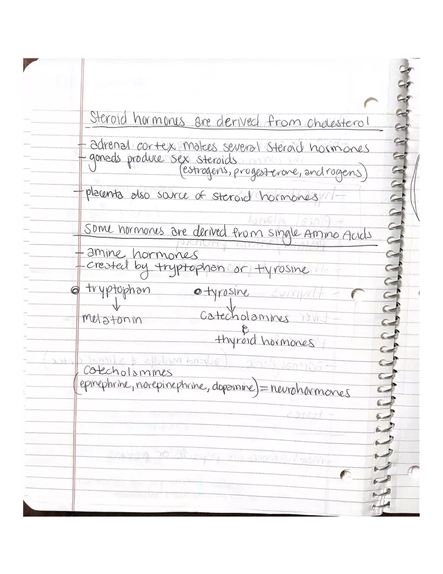 Anatomy. The Endocrine System - Page 7