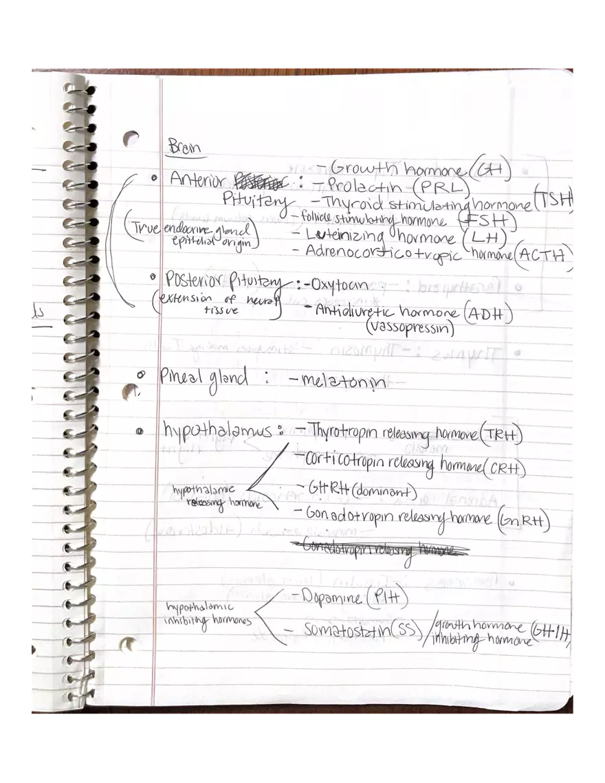 Anatomy. The Endocrine System - Page 8