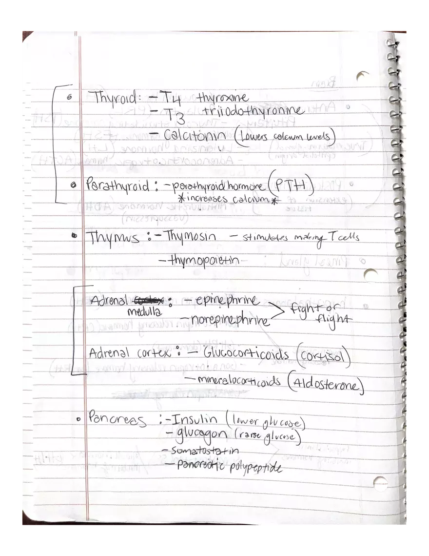 Anatomy. The Endocrine System - Page 9
