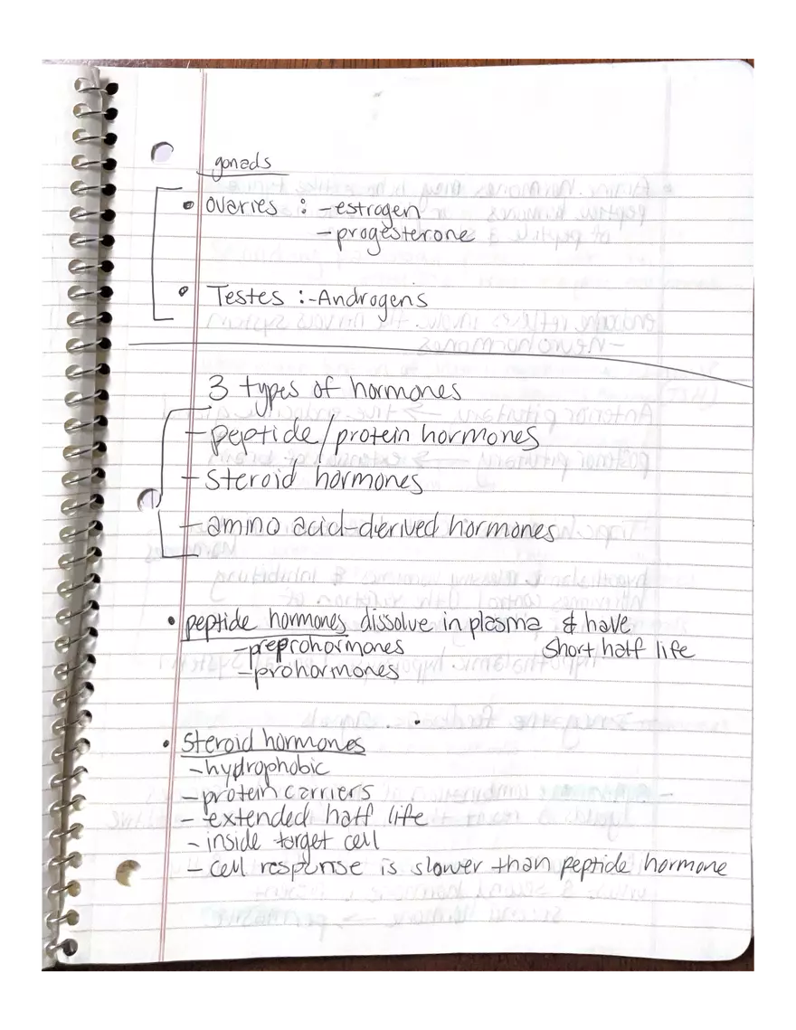 Anatomy. The Endocrine System - Page 10