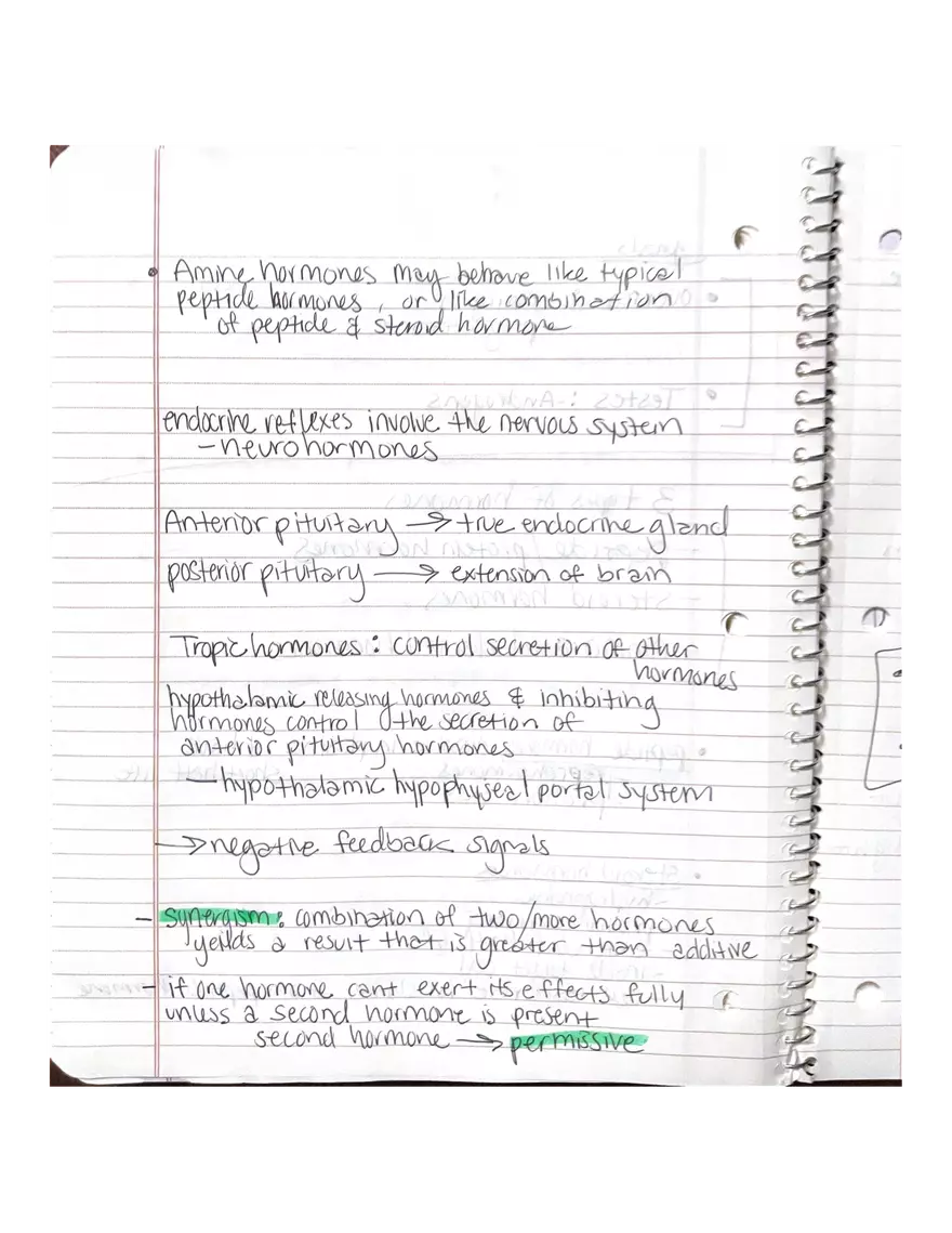 Anatomy. The Endocrine System - Page 11