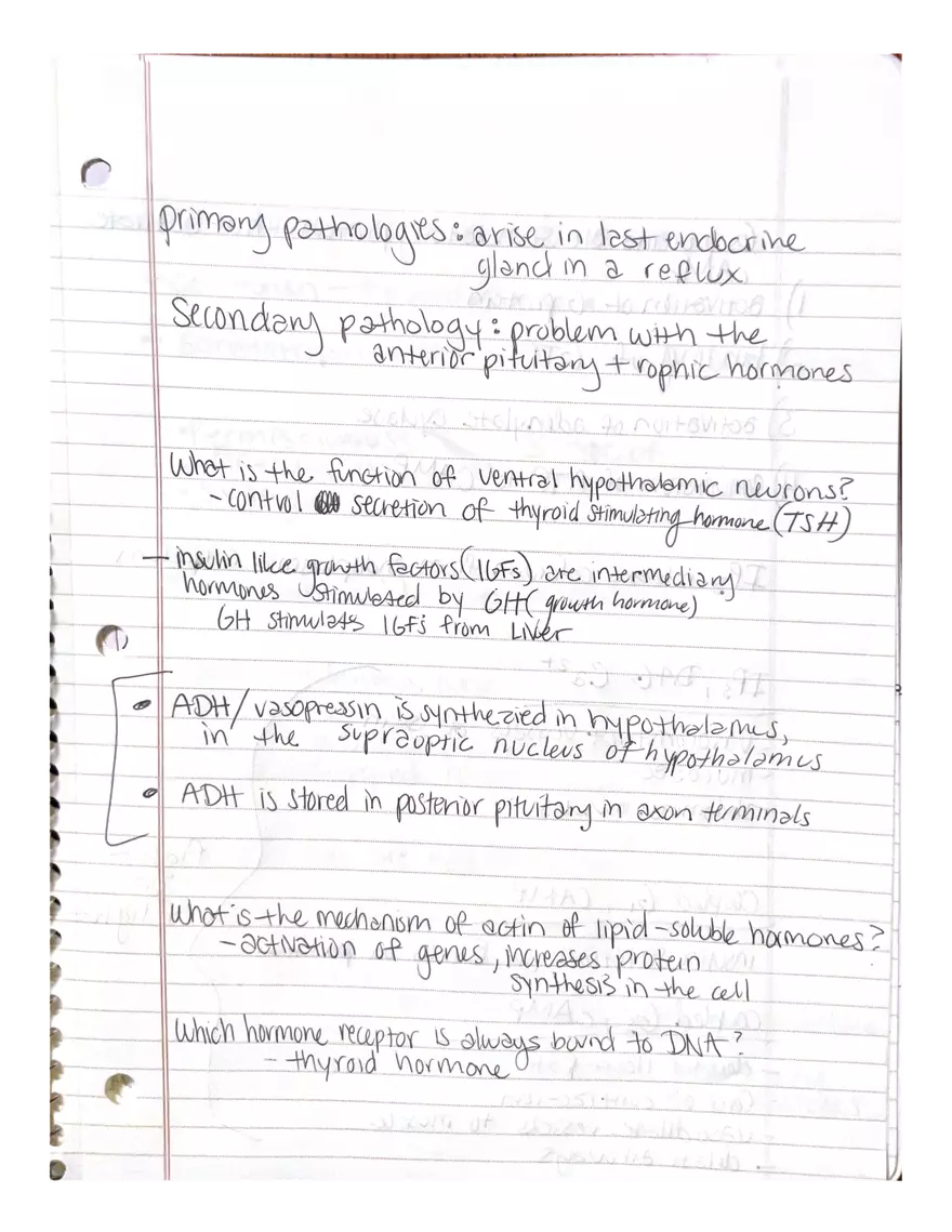 Anatomy. The Endocrine System - Page 12