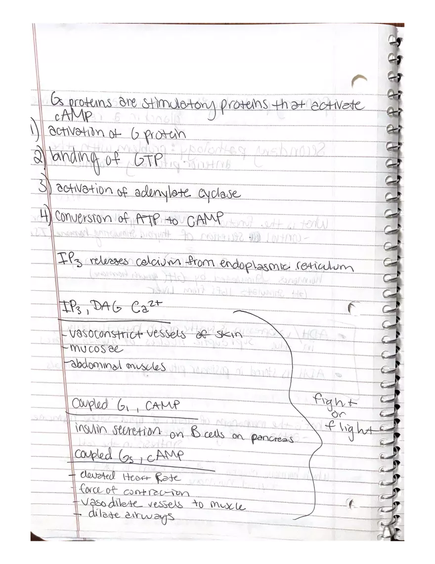 Anatomy. The Endocrine System - Page 13