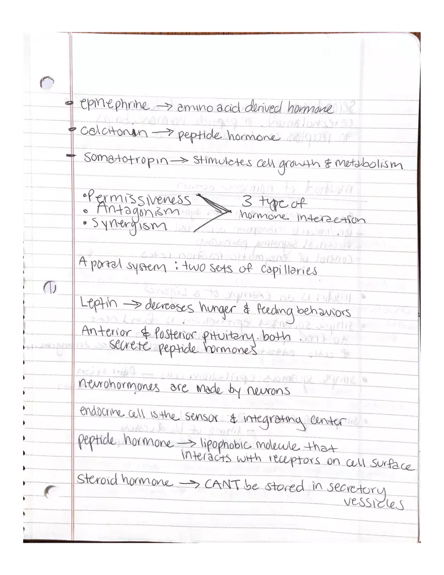 Anatomy. The Endocrine System - Page 14