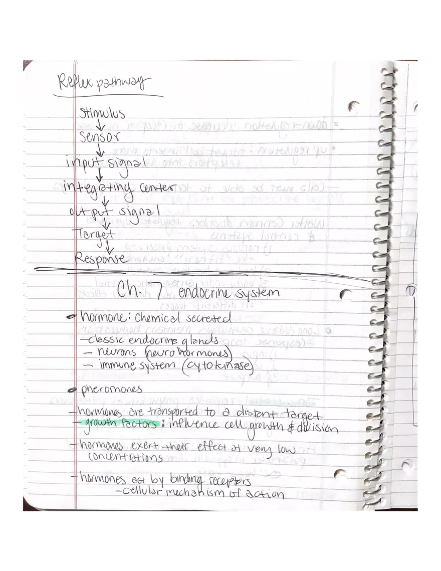 Anatomy. The Endocrine System - Page 1