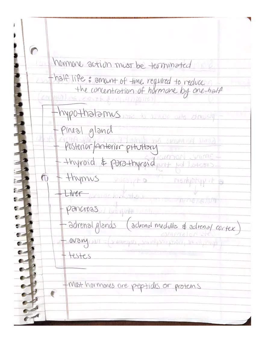 Anatomy. The Endocrine System - Page 2