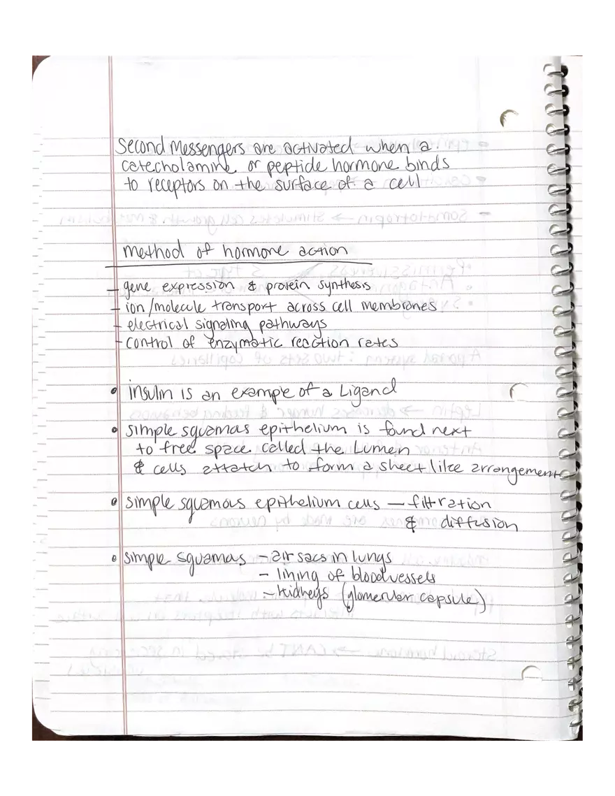 Anatomy. The Endocrine System - Page 3