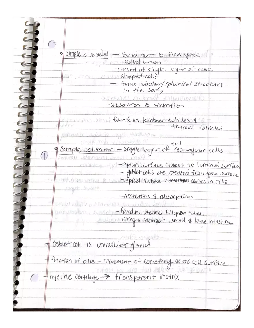 Anatomy. The Endocrine System - Page 4
