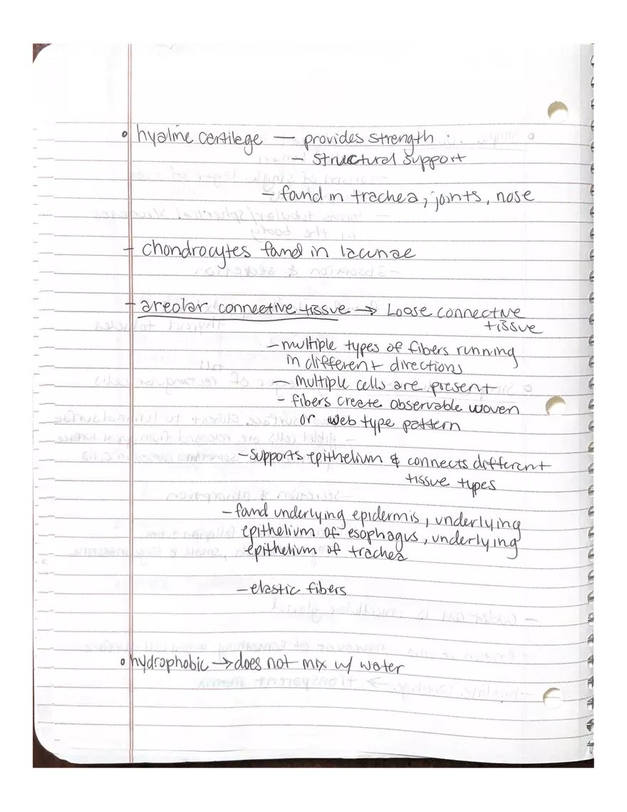 Anatomy. The Endocrine System - Page 5
