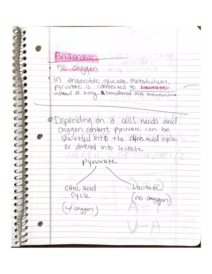 Chapter 3-4. Physiology - Page 14