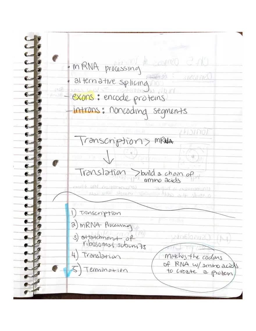 Chapter 3-4. Physiology - Page 16