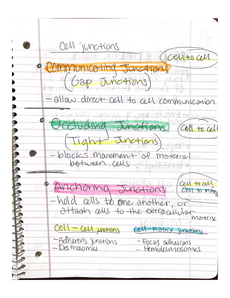Chapter 3-4. Physiology - Page 17