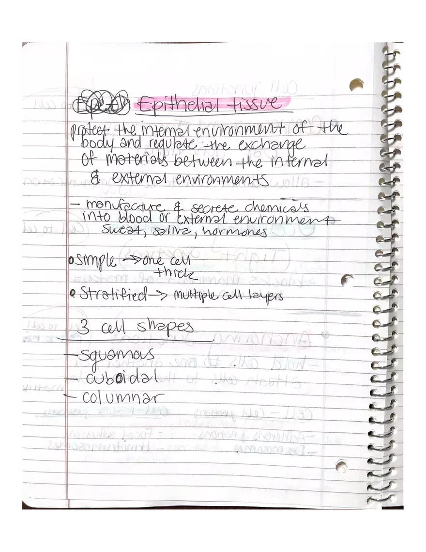 Chapter 3-4. Physiology - Page 18
