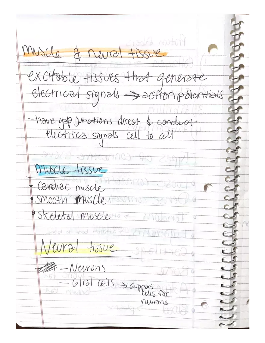 Chapter 3-4. Physiology - Page 22