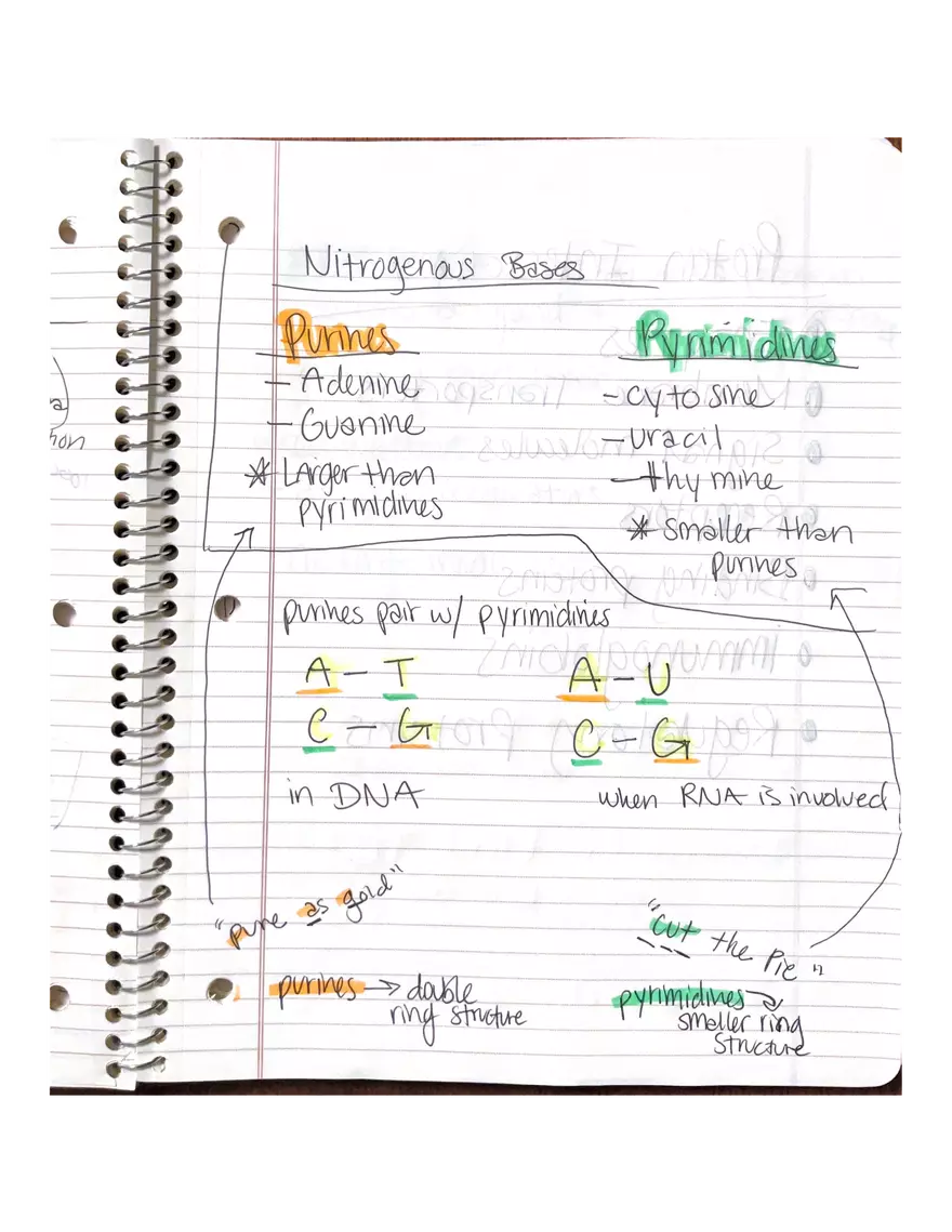 Physiology Part 2. DNA Replication - Page 7
