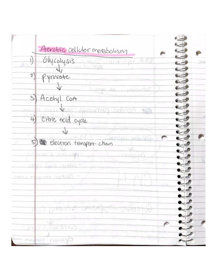 Physiology Part 2. DNA Replication - Page 10