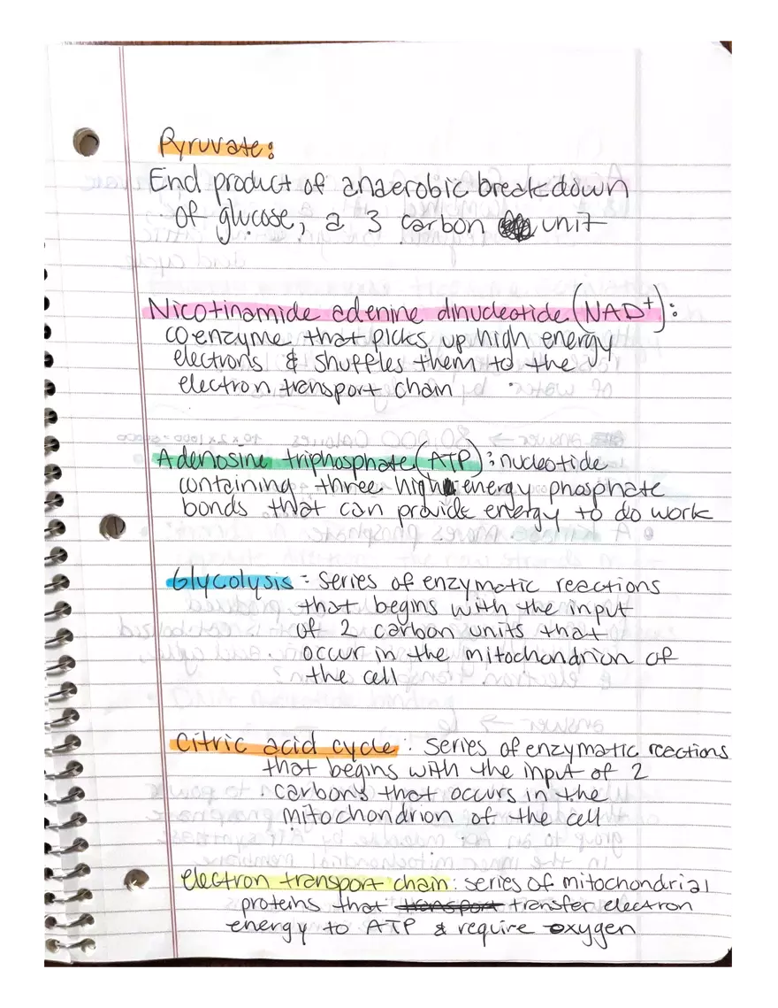 Physiology Part 2. DNA Replication - Page 11