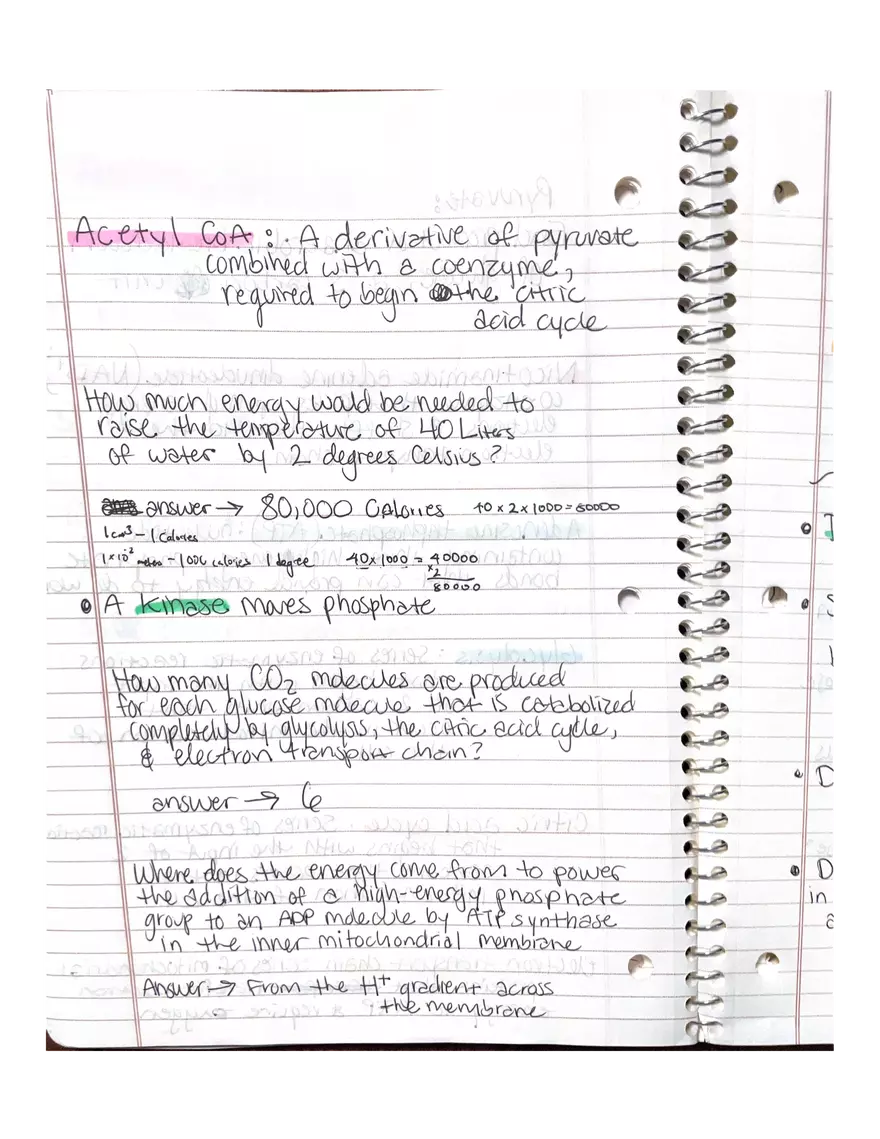 Physiology Part 2. DNA Replication - Page 12