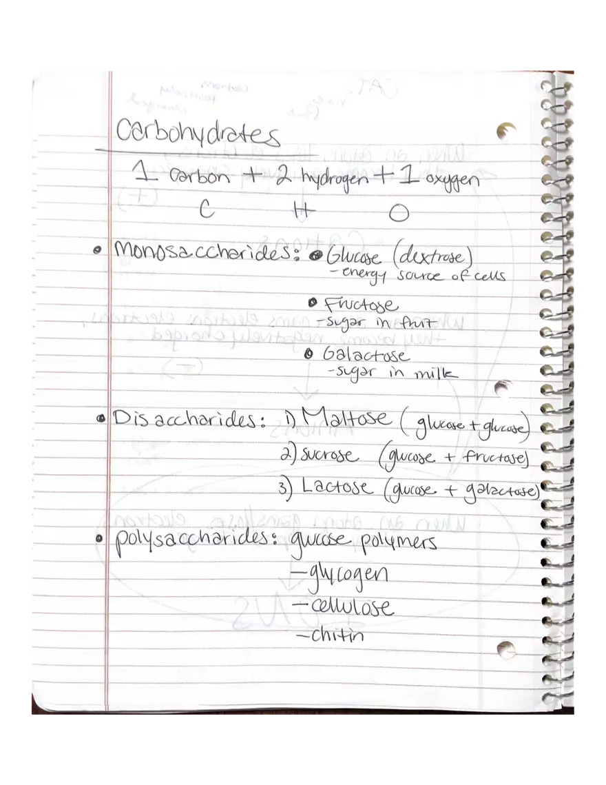 Physiology Part 2. DNA Replication - Page 15