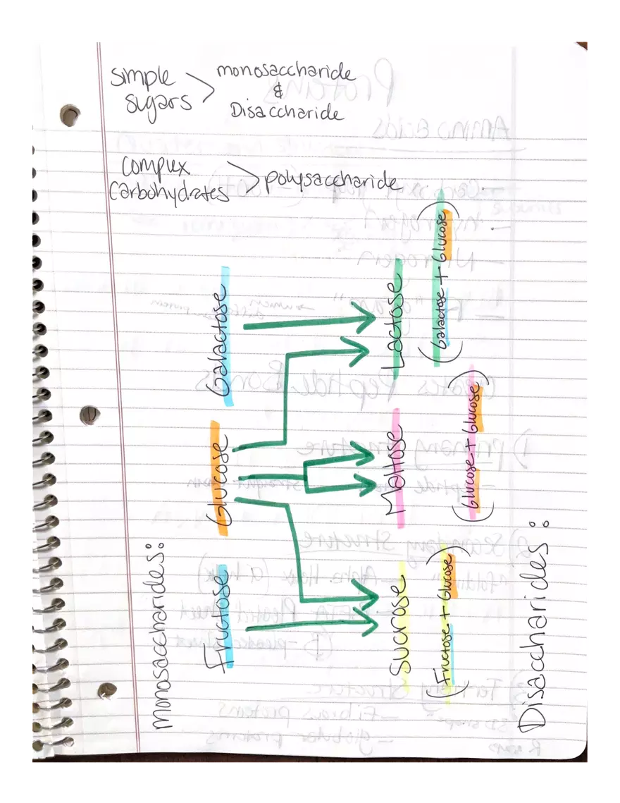 Physiology Part 2. DNA Replication - Page 16