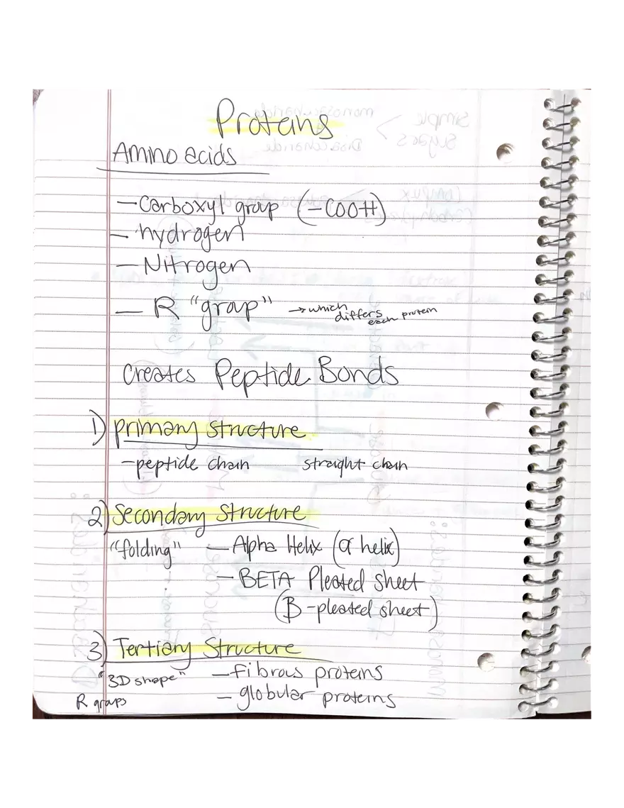 Physiology Part 2. DNA Replication - Page 17