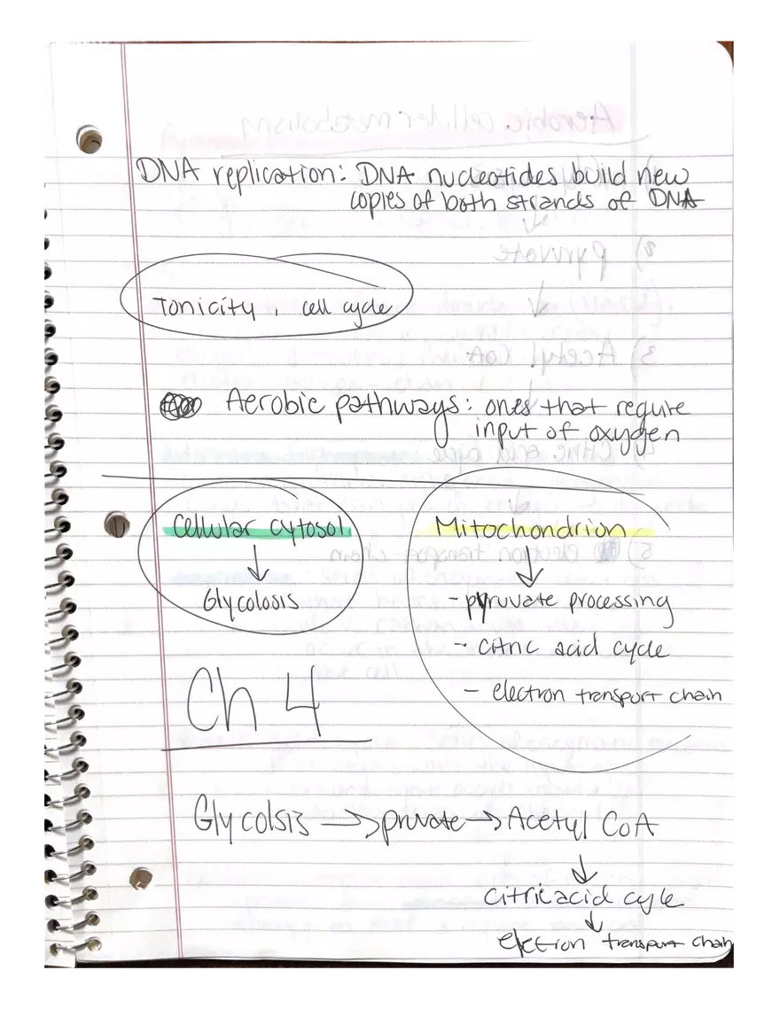 Physiology Part 2. DNA Replication - Page 1