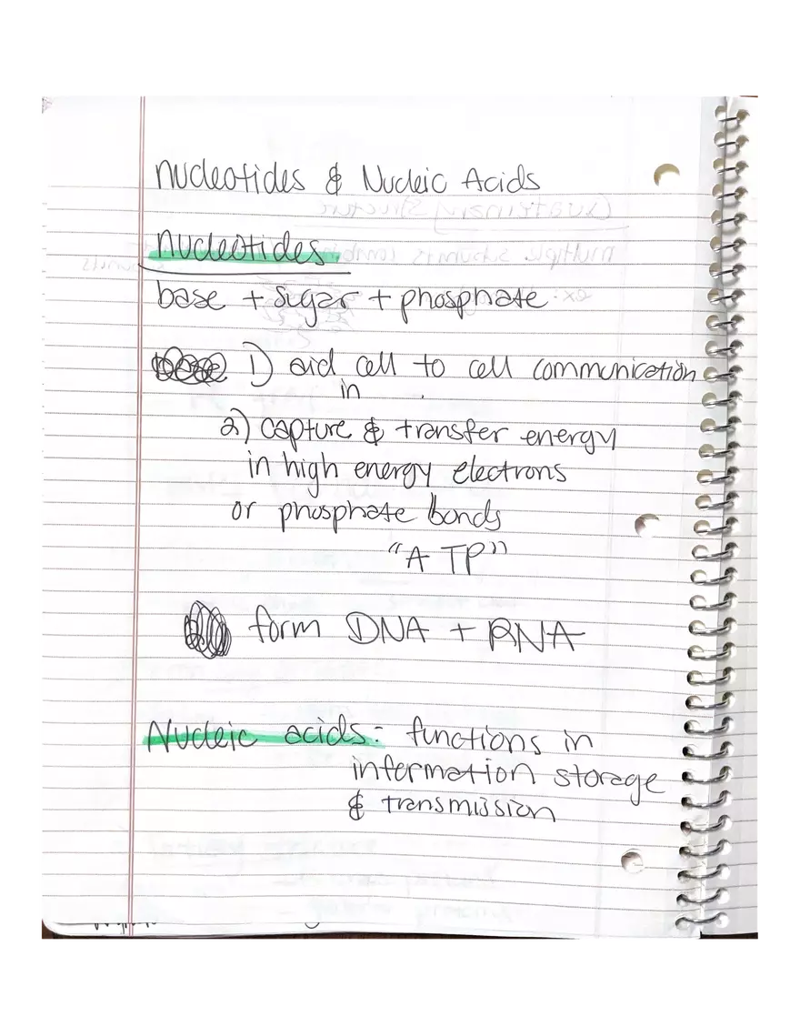 Physiology Part 2. DNA Replication - Page 4