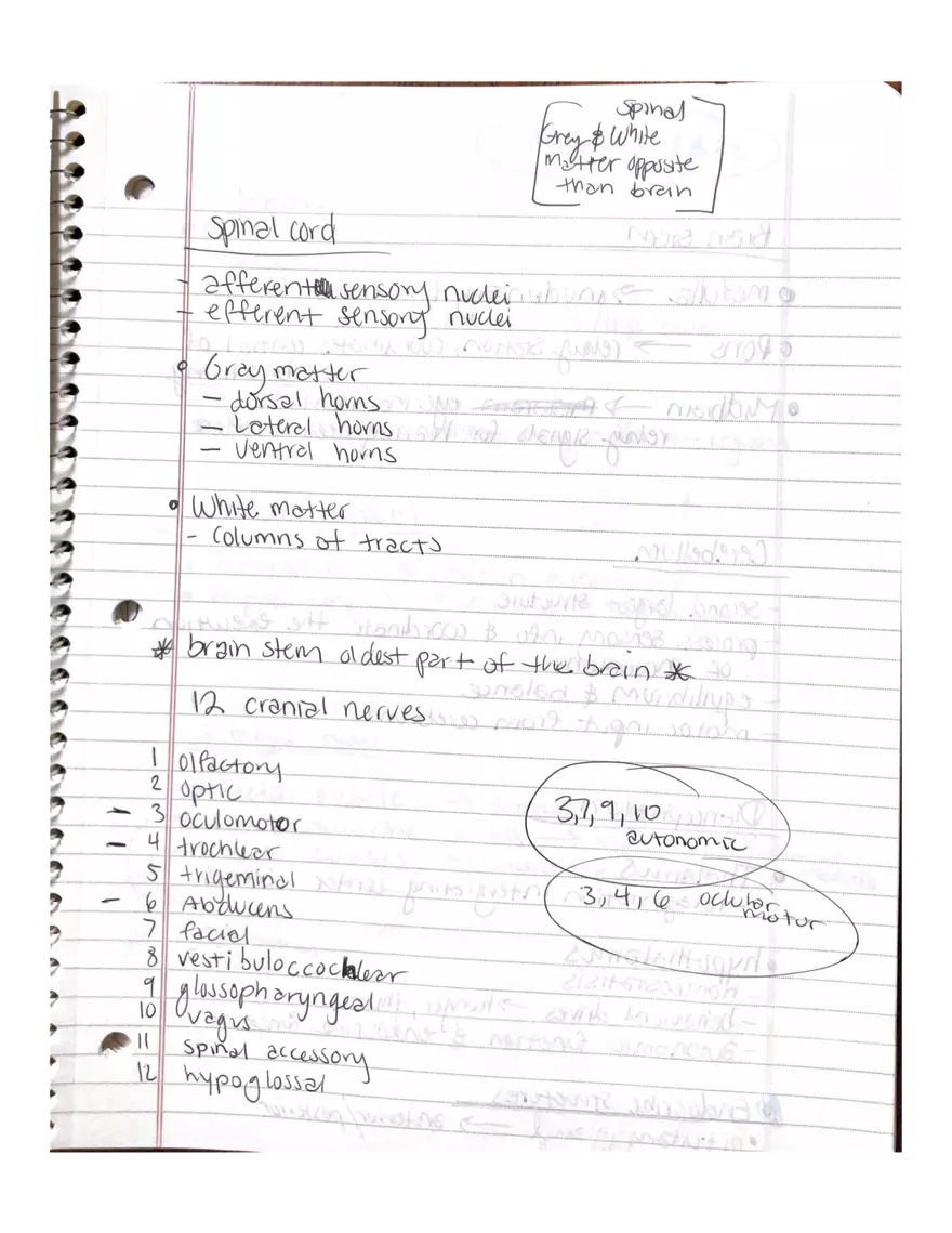 Anatomy Chapter 7-9 - Page 12