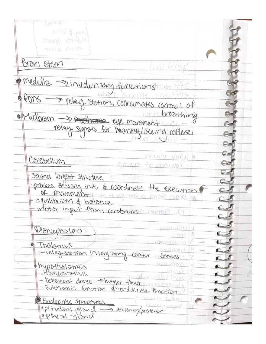 Anatomy Chapter 7-9 - Page 13