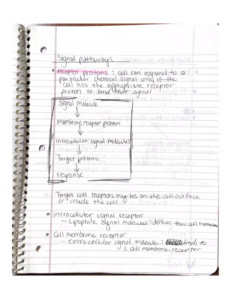 Physiology Chapter 5, 6, 22 - Page 7