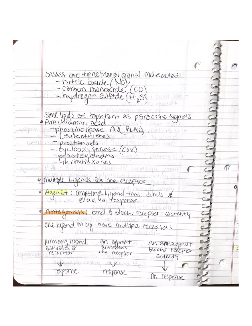 Physiology Chapter 5, 6, 22 - Page 10