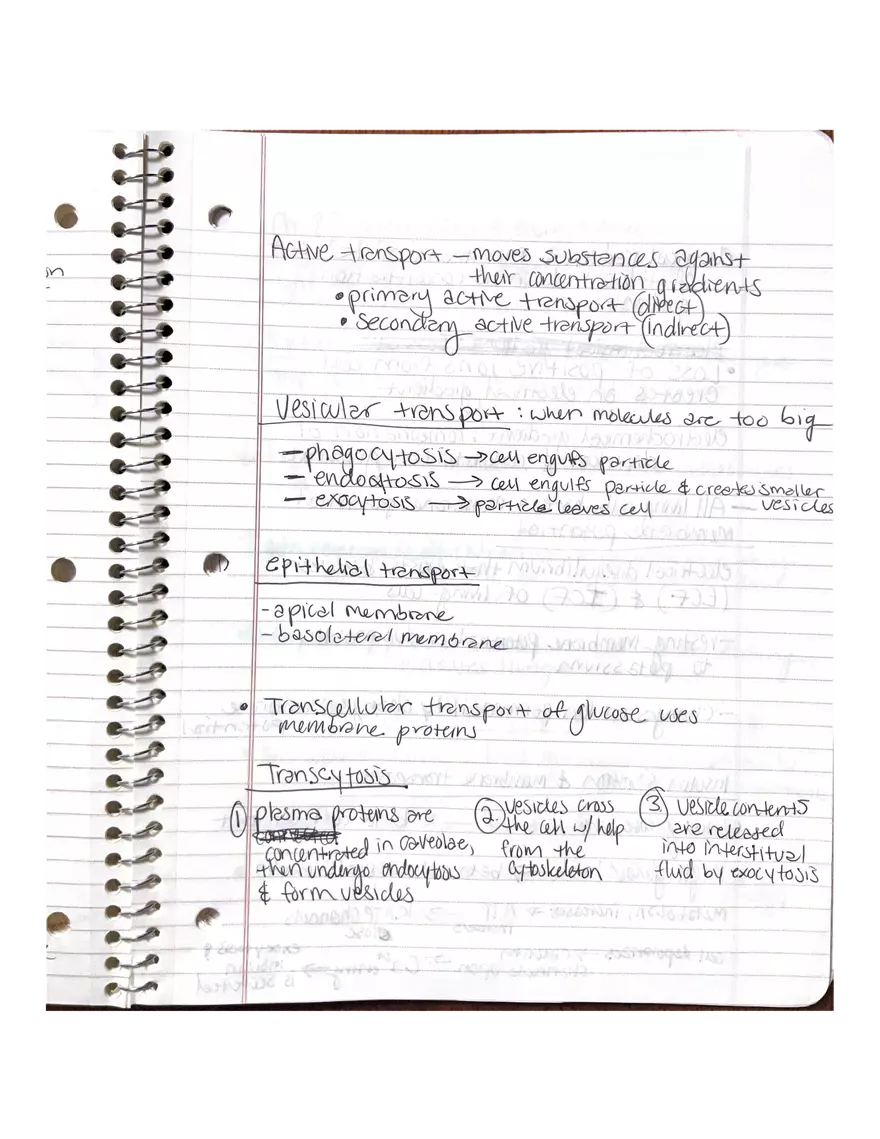 Physiology Chapter 5, 6, 22 - Page 12