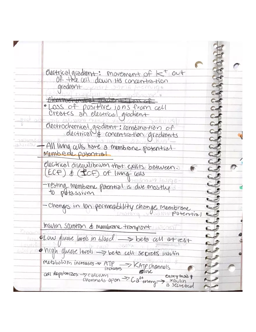 Physiology Chapter 5, 6, 22 - Page 13